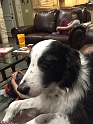 Kids_ScavengerHuntAndPups (22)
